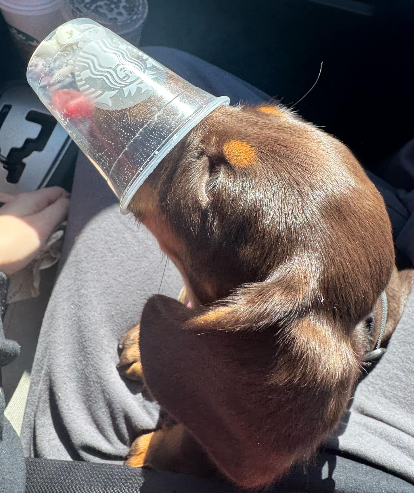 Stuck in a pup cup Blank Meme Template