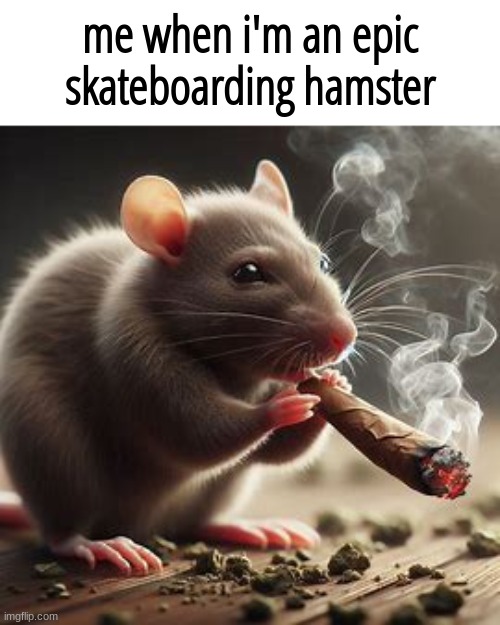me when i'm an epic skateboarding hamster | me when i'm an epic skateboarding hamster | image tagged in me when i'm an epic skateboarding hamster | made w/ Imgflip meme maker