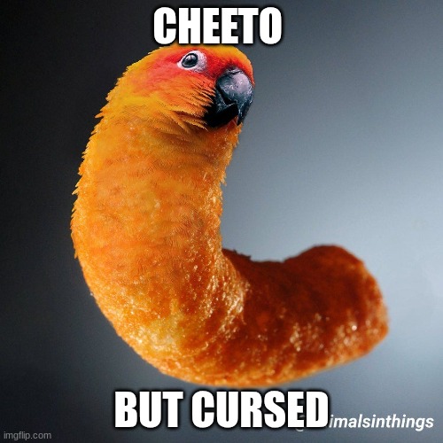 cheeto parrot | CHEETO; BUT CURSED | image tagged in the parrot cheeto | made w/ Imgflip meme maker