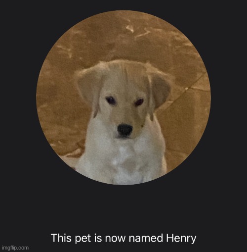 say hi to Henry | image tagged in say hi to henry | made w/ Imgflip meme maker