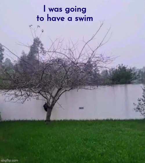 Wait a minute | I was going to have a swim | image tagged in optical illusion,lake,fence,why not both,jump in,ouch | made w/ Imgflip meme maker