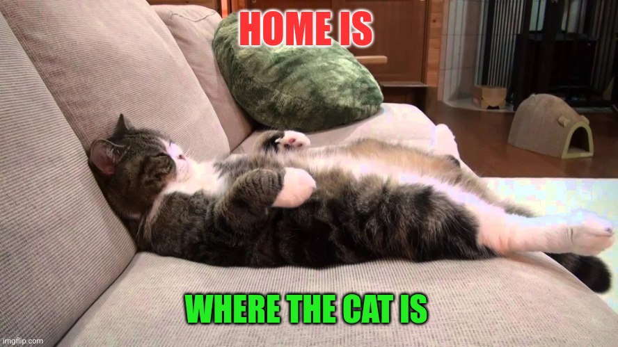 Cat at home | HOME IS; WHERE THE CAT IS | image tagged in cat on couch,funny memes | made w/ Imgflip meme maker