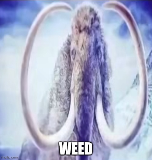 Mammoth | WEED | image tagged in mammoth | made w/ Imgflip meme maker