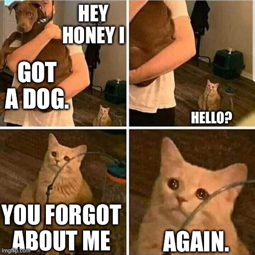 Forgotten | HEY HONEY I; GOT A DOG. HELLO? YOU FORGOT ABOUT ME; AGAIN. | image tagged in sad cat holding dog | made w/ Imgflip meme maker