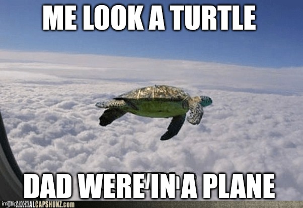 plane turrtle | ME LOOK A TURTLE; DAD WERE IN A PLANE | image tagged in turtle | made w/ Imgflip meme maker