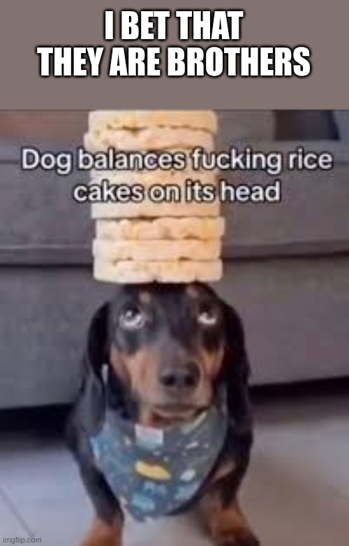 Image Title | I BET THAT THEY ARE BROTHERS | image tagged in dog,balance,fucking,rice,cakes,head | made w/ Imgflip meme maker