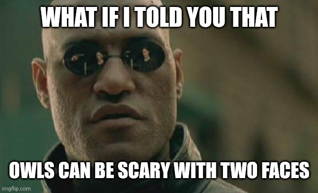 Matrix Morpheus Meme | WHAT IF I TOLD YOU THAT OWLS CAN BE SCARY WITH TWO FACES | image tagged in memes,matrix morpheus | made w/ Imgflip meme maker