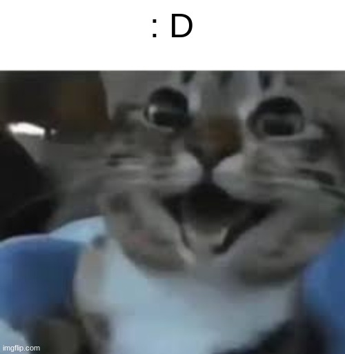 : D | : D | image tagged in cat | made w/ Imgflip meme maker