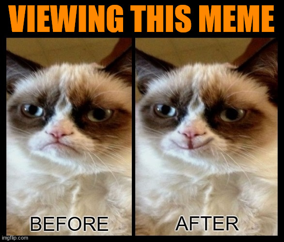 Grumpy Cat - before and after | VIEWING THIS MEME | image tagged in grumpy cat - before and after | made w/ Imgflip meme maker