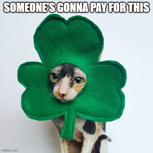 memes by Brad - Cat says "Someone's gonna pay for this."  -  funny - | SOMEONE'S GONNA PAY FOR THIS | image tagged in cats,kitten,st patrick's day,costume,funny,humor | made w/ Imgflip meme maker