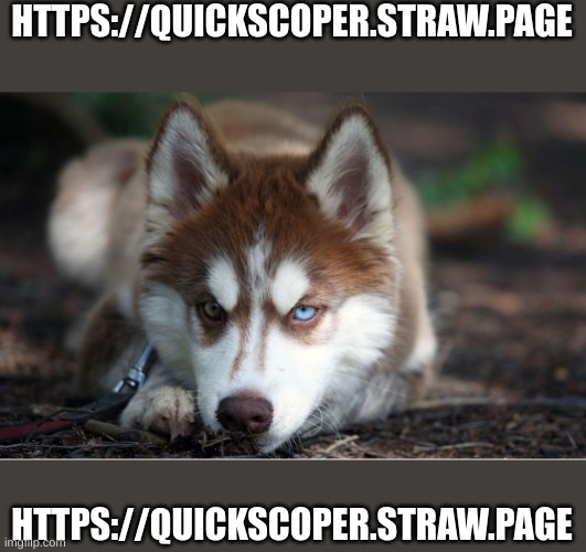 https://quickscoper.straw.page | HTTPS://QUICKSCOPER.STRAW.PAGE; HTTPS://QUICKSCOPER.STRAW.PAGE | image tagged in maple_husky,straws | made w/ Imgflip meme maker