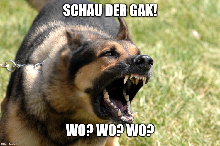 Barking dog | SCHAU DER GAK! WO? WO? WO? | image tagged in barking dog | made w/ Imgflip meme maker