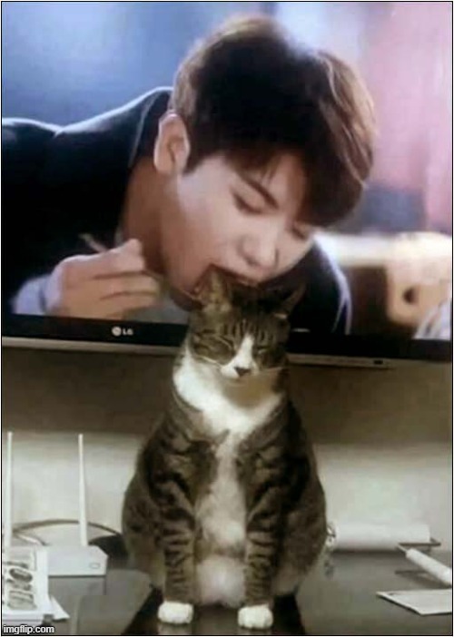 Stop Trying To Eat That Cat ! | image tagged in cats,eating,tv,illusion | made w/ Imgflip meme maker