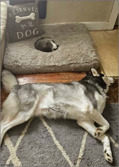 He Needs To Teach That Cat To Read ! | image tagged in dogs,cat,reserved,bed,reading | made w/ Imgflip meme maker