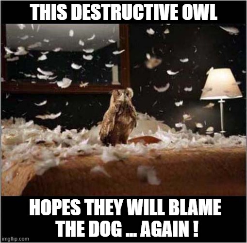 One Mean Bird ! | THIS DESTRUCTIVE OWL; HOPES THEY WILL BLAME
 THE DOG ... AGAIN ! | image tagged in owl,bed,destruction,blame,dog | made w/ Imgflip meme maker