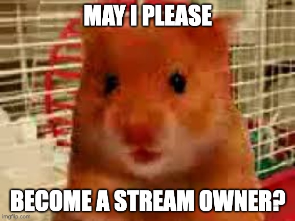 harry the hamster | MAY I PLEASE; BECOME A STREAM OWNER? | image tagged in harry the hamster,memes,hampter,mod,stream,msmg | made w/ Imgflip meme maker