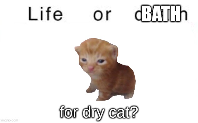 Life or death | BATH; for dry cat? | image tagged in life or death | made w/ Imgflip meme maker