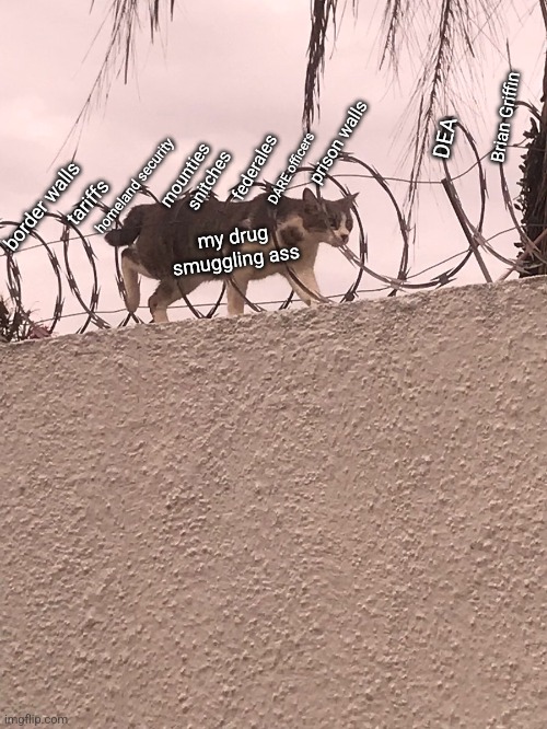 If you want to know where there's a lot of waste, fraud and abuse... | Brian Griffin; DEA; prison walls; federales; DARE officers; mounties; homeland security; snitches; border walls; tariffs; my drug smuggling ass | image tagged in cat walking through barbed wire | made w/ Imgflip meme maker