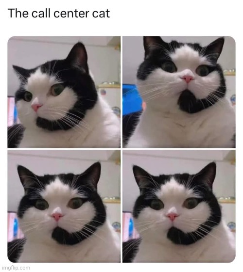 The purrfect employee! And I'm not kitten around! | image tagged in memes,cats,call centre,hes not returning your calls | made w/ Imgflip meme maker