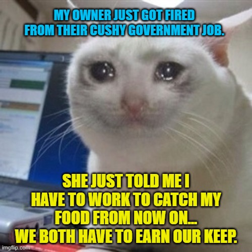 Crying cat | MY OWNER JUST GOT FIRED FROM THEIR CUSHY GOVERNMENT JOB. SHE JUST TOLD ME I HAVE TO WORK TO CATCH MY FOOD FROM NOW ON...
WE BOTH HAVE TO EARN OUR KEEP. | image tagged in crying cat | made w/ Imgflip meme maker