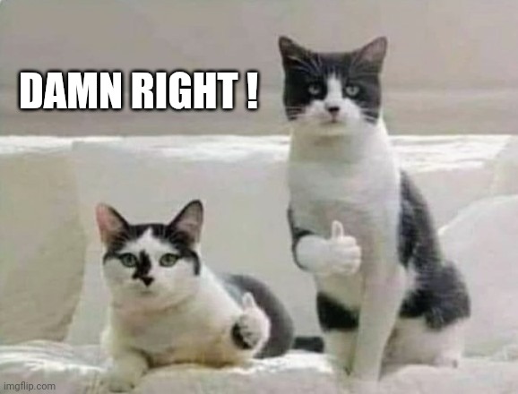 Thumbs up Cats | DAMN RIGHT ! | image tagged in thumbs up cats | made w/ Imgflip meme maker