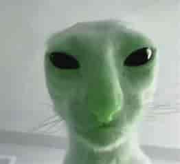 gleep Blank Meme Template