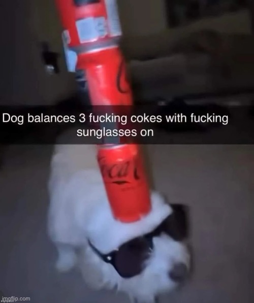 Dog balances 3 fucking cokes with fucking sunglasses on | image tagged in dog balances 3 fucking cokes with fucking sunglasses on,msmg | made w/ Imgflip meme maker