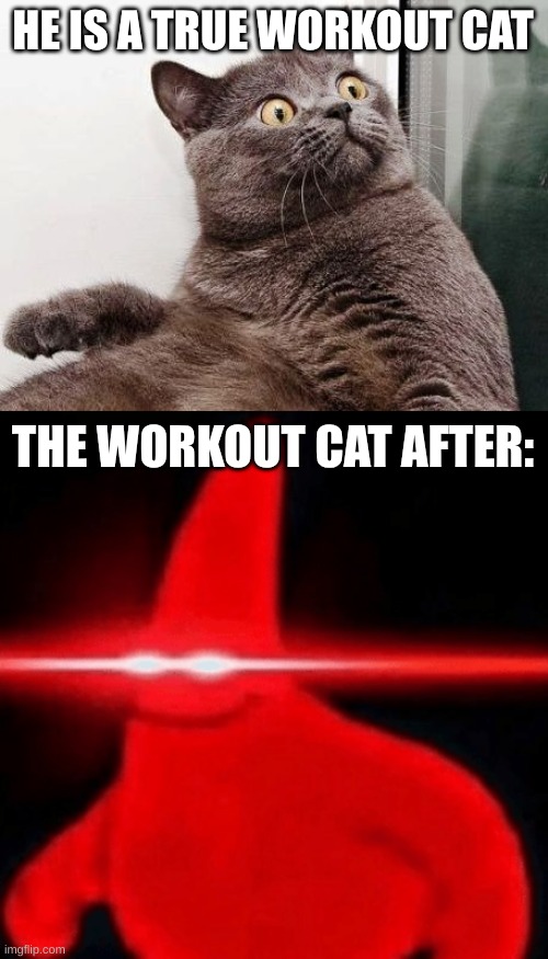 HE IS A TRUE WORKOUT CAT THE WORKOUT CAT AFTER: | image tagged in suprise cat,nani red eyes patrick star | made w/ Imgflip meme maker