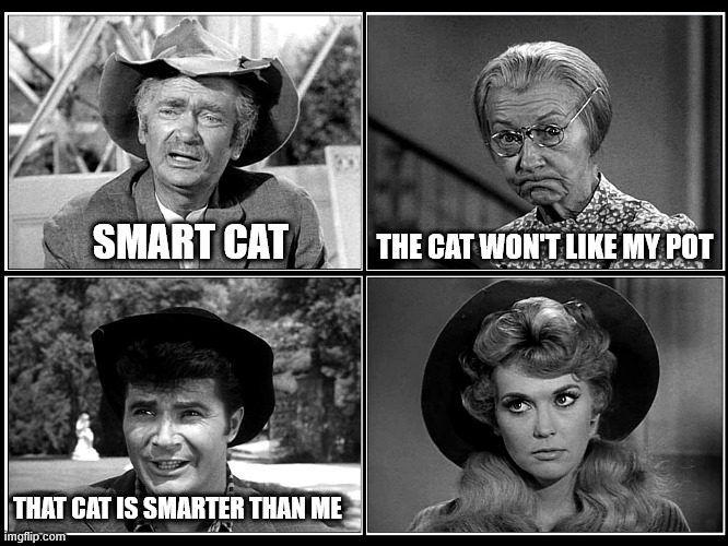 beverly hillbillies | SMART CAT THAT CAT IS SMARTER THAN ME THE CAT WON'T LIKE MY POT | image tagged in beverly hillbillies | made w/ Imgflip meme maker