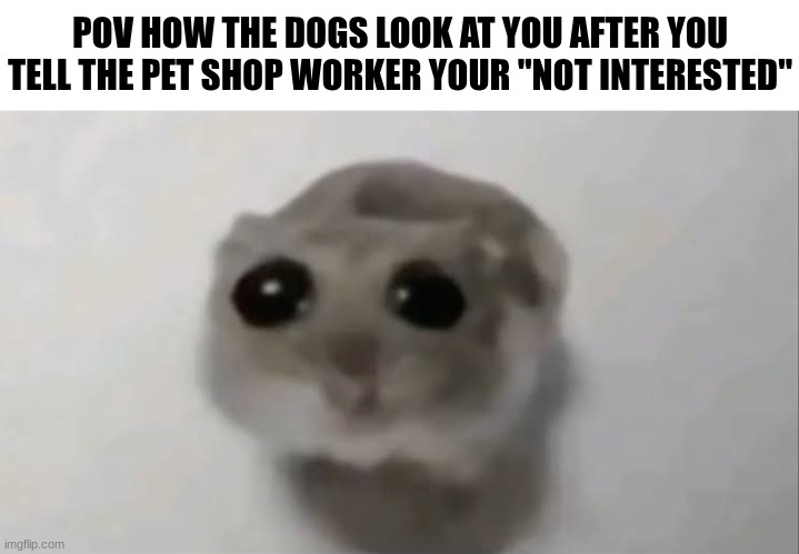 Sad Hamster | POV HOW THE DOGS LOOK AT YOU AFTER YOU TELL THE PET SHOP WORKER YOUR "NOT INTERESTED" | image tagged in sad hamster,memes,for real,animals,dogs | made w/ Imgflip meme maker