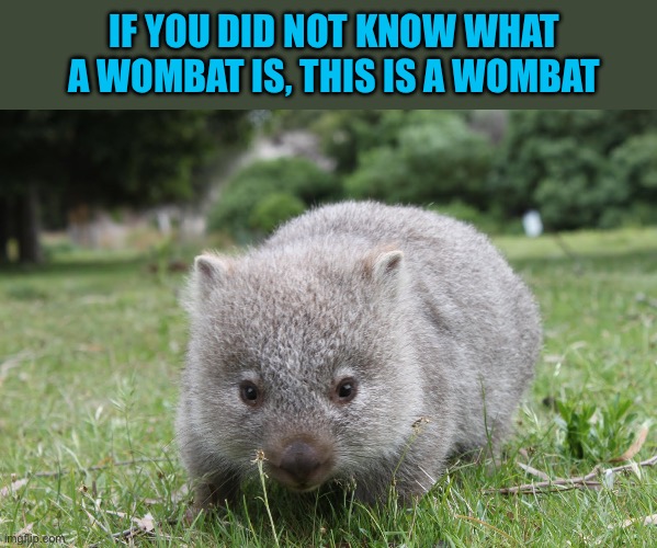 IF YOU DID NOT KNOW WHAT A WOMBAT IS, THIS IS A WOMBAT | image tagged in memes,dank memes,funny memes,animals,cute | made w/ Imgflip meme maker