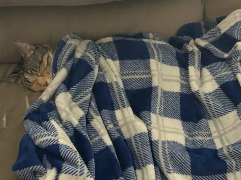 Cat Napping Under Blanket Blank Meme Template