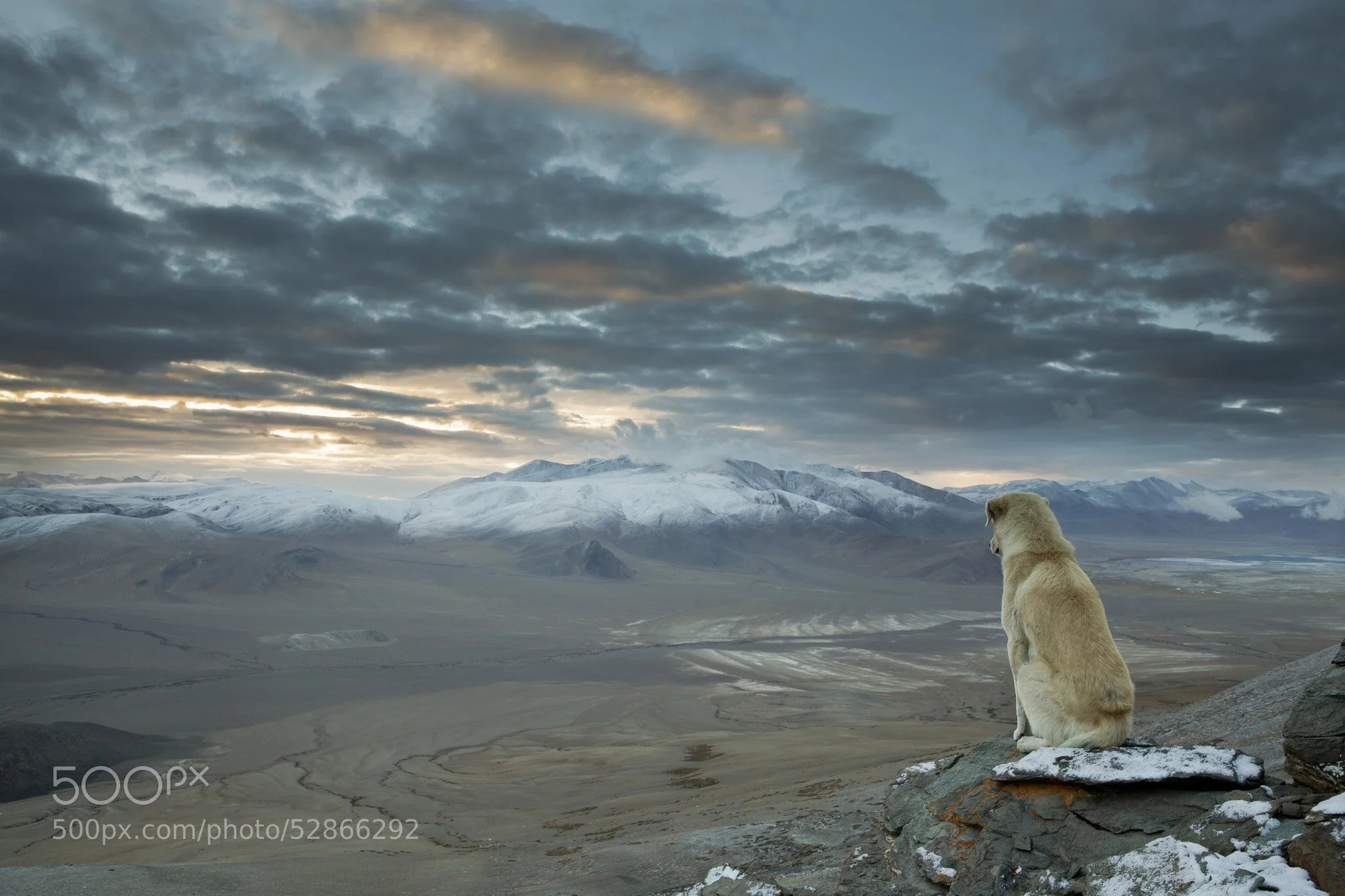 High Quality Mountain Dog Blank Meme Template