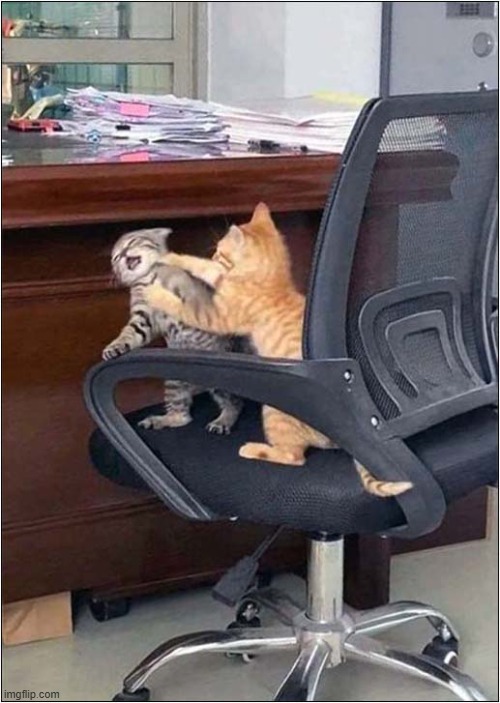 Office Squabbles ! | image tagged in cats,office,squabbles | made w/ Imgflip meme maker