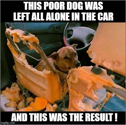 I Blame The Owner ! | THIS POOR DOG WAS LEFT ALL ALONE IN THE CAR; AND THIS WAS THE RESULT ! | image tagged in dogs,abandoned,car,destroyed | made w/ Imgflip meme maker