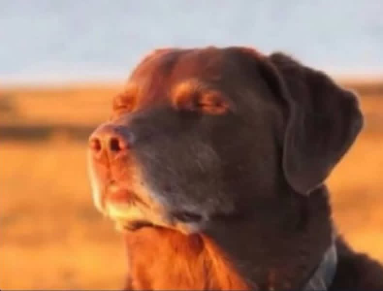 Relaxed dog Blank Meme Template