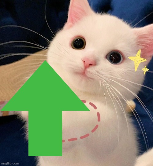 Heart cat | image tagged in heart cat | made w/ Imgflip meme maker