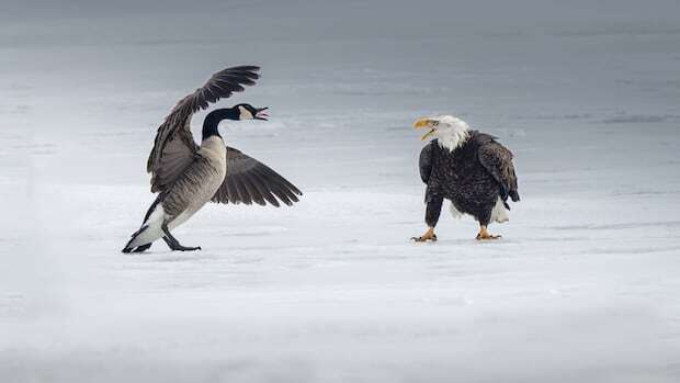 goose vs eagle Blank Meme Template