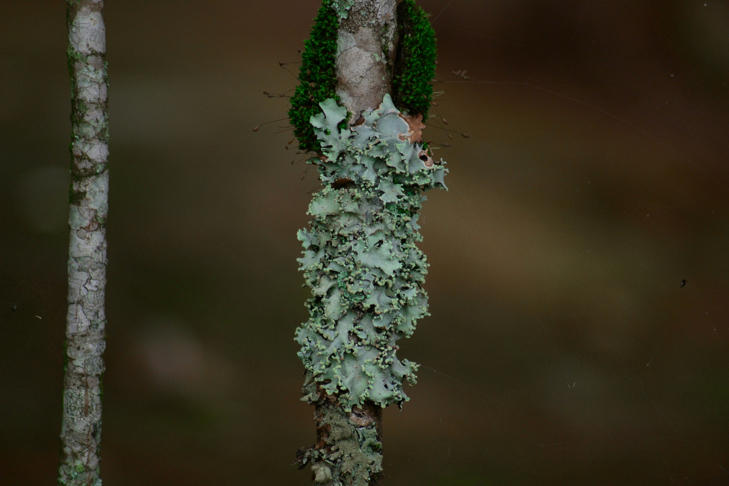 Lichen Blank Meme Template
