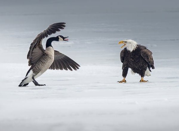 Angry Canadian Goose Blank Meme Template