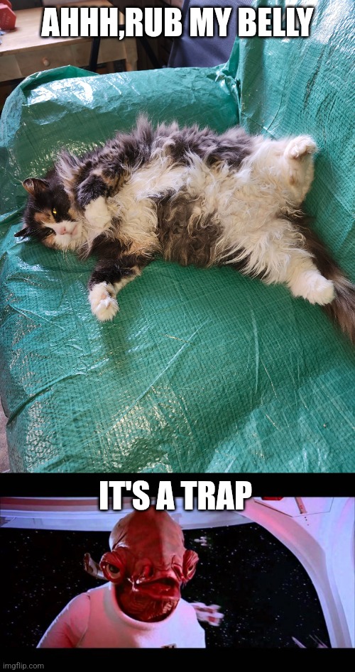 AHHH,RUB MY BELLY; IT'S A TRAP | image tagged in it's a trap | made w/ Imgflip meme maker