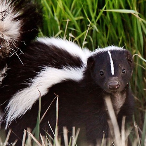 skunk | image tagged in skunk | made w/ Imgflip meme maker