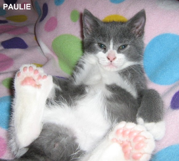toe beans Blank Meme Template