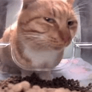 Me all day be like | image tagged in gifs,cat,sideye | made w/ Imgflip images-to-gif maker