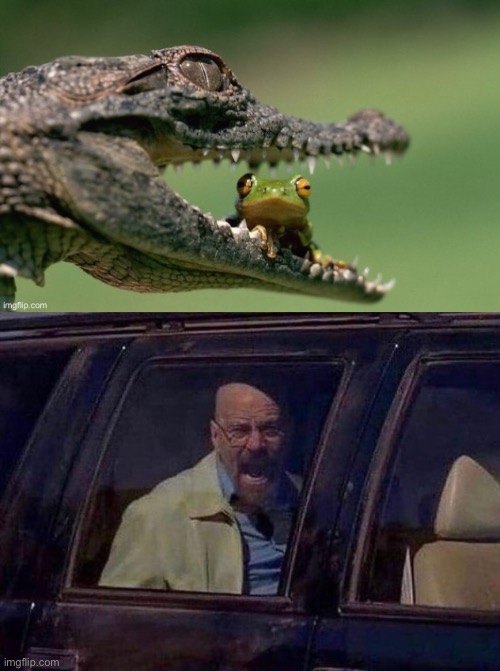 image tagged in walter white yelling | made w/ Imgflip meme maker