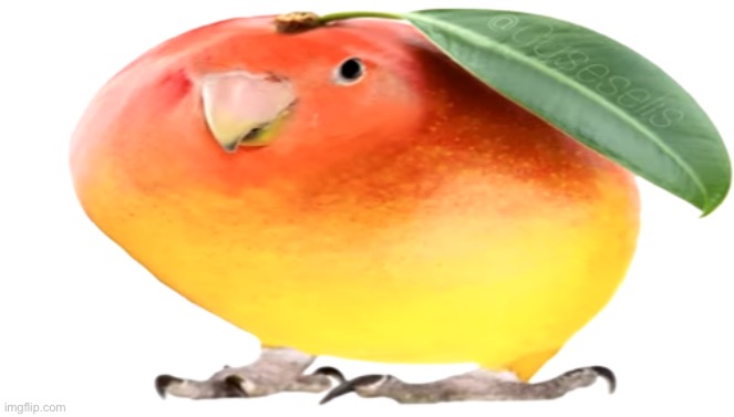 Mango Birb | image tagged in mango birb,msmg | made w/ Imgflip meme maker