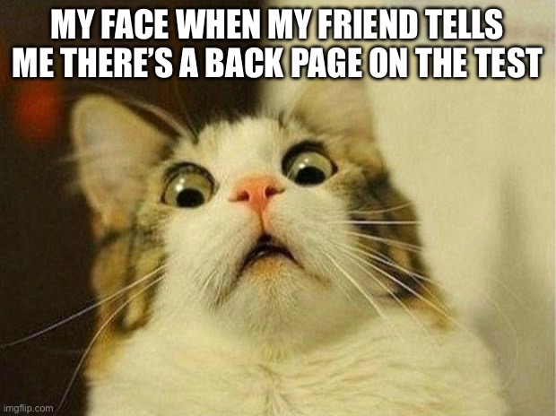 Give us a heads up | MY FACE WHEN MY FRIEND TELLS ME THERE’S A BACK PAGE ON THE TEST | image tagged in memes,scared cat,test,school | made w/ Imgflip meme maker