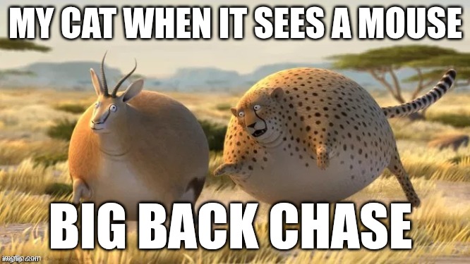 fat cheeta | MY CAT WHEN IT SEES A MOUSE; BIG BACK CHASE | made w/ Imgflip meme maker