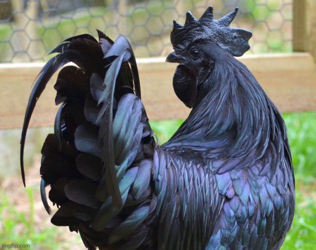 big black cock | image tagged in big black cock | made w/ Imgflip meme maker