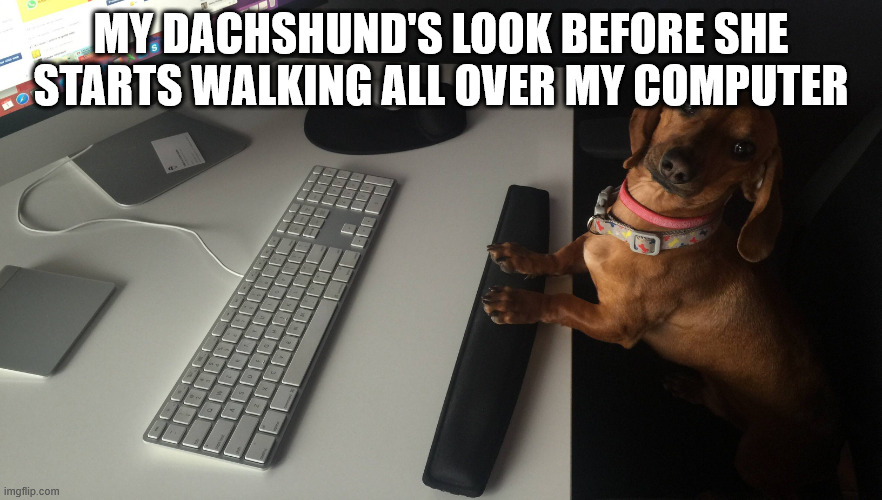 dog tech support | MY DACHSHUND'S LOOK BEFORE SHE STARTS WALKING ALL OVER MY COMPUTER | image tagged in dog tech support | made w/ Imgflip meme maker